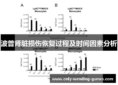 波普肾脏损伤恢复过程及时间因素分析